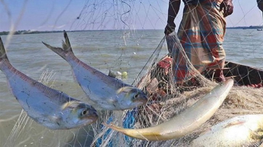 ইলিশ উৎপাদন বাড়াতে আগামী দুই মাস নদীতে মাছ ধরা নিষিদ্ধ