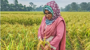 সুগন্ধিযুক্ত ও জিংক সমৃদ্ধ নতুন জাতের ‘জিএইউ ধান-৩’ উদ্ভাবন