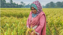 সুগন্ধিযুক্ত ও জিংক সমৃদ্ধ নতুন জাতের ‘জিএইউ ধান-৩’ উদ্ভাবন