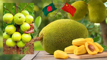 বাংলাদেশ থেকে কাঁঠাল-পেয়ারা আমদানিতে আগ্রহী চীন