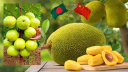 বাংলাদেশ থেকে কাঁঠাল-পেয়ারা আমদানিতে আগ্রহী চীন