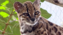 চোখের সামনেই লুকিয়ে থাকা বনবিড়াল নতুন প্রজাতি হিসেবে শনাক্ত