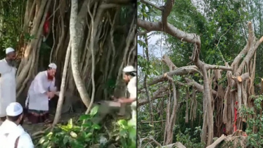 ‘শিরক ও গুনাহর কাজ’ আখ্যা দিয়ে কেটে ফেলা হলো শতবর্ষী বটগাছটি