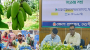 ২২ মে থেকে বাজারে আসছে নওগাঁর আম