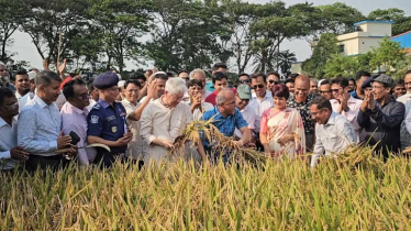 মুন্সিগঞ্জের আড়িয়াল বিলে ধান কাটলেন দুই উপদেষ্টা