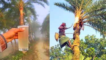 খেজুরের রসে নিপাহ ভাইরাস