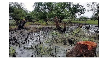 প্যারাবন রক্ষায় ব্যবস্থা নিতে সচিবসহ ১০ কর্মকর্তাকে আইনি নোটিশ
