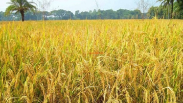 কীটনাশক ছাড়াই ইকো ইঞ্জিনিয়ারিং প্রযুক্তিতে ধান উৎপাদনে সাফল্য