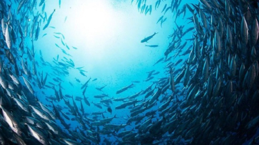 দেশের সমুদ্রে মিললো ৬৫ নতুন প্রজাতি, পাঁচটি সম্ভবত বিশ্বে আর কোথাও নেই