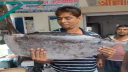 কুয়াকাটায় জালে উঠে আসা ‘স্লেন্ডার সানফিশ’ কী ধরনের মাছ?