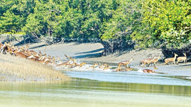 সুন্দরবনে বিদেশি পর্যটক বাড়াতে মাস্টারপ্ল্যান প্রণয়ন