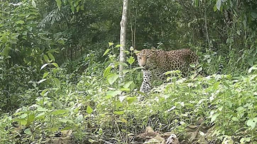 পার্বত্য চট্টগ্রামের বনে দেখা মিলল চিতা বাঘের