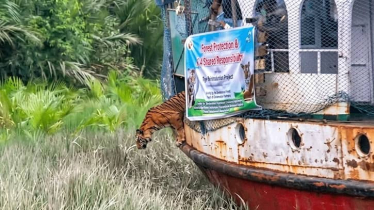 বনে ফিরল বাঘিনী, অবমুক্ত করলেন পরিবেশ প্রতিমন্ত্রী