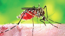 ডেঙ্গু কেড়ে নিল আরো ৬ প্রাণ
