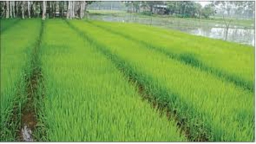 আমন ধানের বীজ শোধন ও বীজতলা তৈরির বৈজ্ঞানিক পদ্ধতি