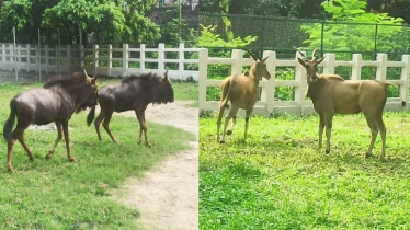 ঢাকার চিড়িয়াখানায় ৪ বিদেশি অতিথি