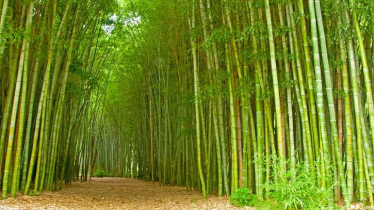 আজ বিশ্ব বাঁশ দিবস