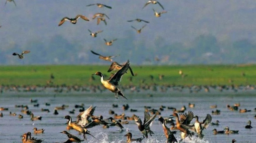 শীত শেষেও পরিযায়ী পাখিদের কলকাকলিতে মুখরিত হাকালুকি হাওর