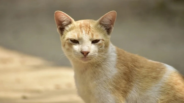 ঢাকায় বিড়াল হত্যার দায়ে একজনের ছয় মাসের কারাদণ্ড