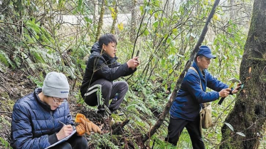 বন্য উদ্ভিদ সংরক্ষণে জোর দিচ্ছে চীন