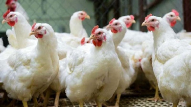 রোজার শেষে বাজারে ক্রেতা কম, বাড়তি মুরগির দাম