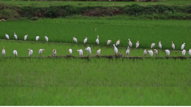 ইয়ুননানে মিলল বিরল কালোমাথা আইবিস 
