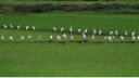 ইয়ুননানে মিলল বিরল কালোমাথা আইবিস 