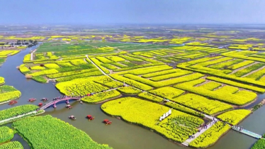 পূর্ব চীনে রেপসিড ফুলের সমারোহ