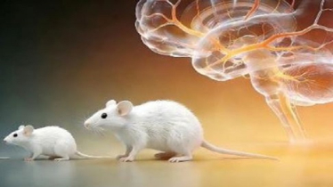 চীনা বিজ্ঞানীদের আবিষ্কার: অস্ত্রোপচার ছাড়াই তোলা যাবে ইঁদুরের মস্তিষ্কের ছবি