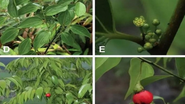 চীনে লেবুর ঘ্রাণযুক্ত নতুন গাছ আবিষ্কার