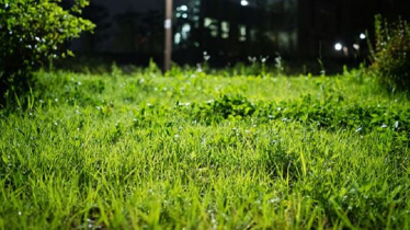 শূন্য দূষণের প্রাকৃতিক আগাছানাশক আবিষ্কার চীনা বিজ্ঞানীদের শূন্য দূষণের প্রাকৃতিক আগাছানাশক আবিষ্কার চীনা বিজ্ঞানীদের