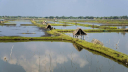 চিংড়ির ঘের দখল নিয়ে গোলাগুলি, নিহত ১
