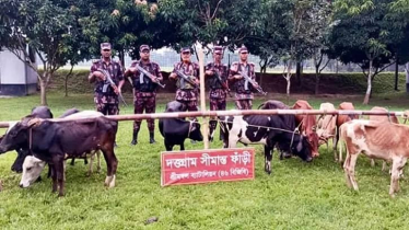 সীমান্তে ১৩ ভারতীয় গরু জব্দ করলো বিজিবি