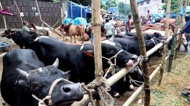 পশুর হাটে শেষ মুহূর্তে জমে উঠেছে বেচাকেনা, দামও সহনীয় পর্যায়ে