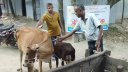 রংপুরে দুই মাসে অ্যানথ্রাক্সে মারা গেছে দুই শতাধিক গরু