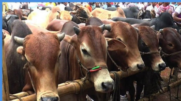কানায় কানায় পূর্ণ বসিলার গরু-ছাগলের হাট, ক্রেতার দেখা নেই