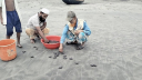 হ্যাচারিতে জন্ম নেওয়া আরও ৫২১টি কাছিমছানা সাগরে অবমুক্ত 