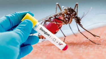 ডেঙ্গুতে আরও ৪ জনের মৃত্যু, হাসপাতালে ৯৪২ জন