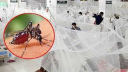 ডেঙ্গু কেড়ে নিল আরও ৬ প্রাণ