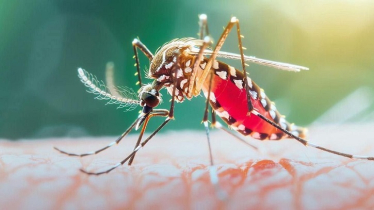 ডেঙ্গুতে একদিনে আরও ৪ জনের মৃত্যু