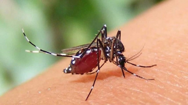 ডেঙ্গুতে ২৪ ঘণ্টায় ৪ জনের মৃত্যু