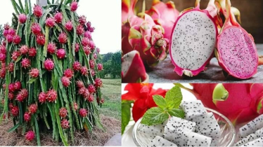 কেন খাবেন ড্রাগন ফল ?