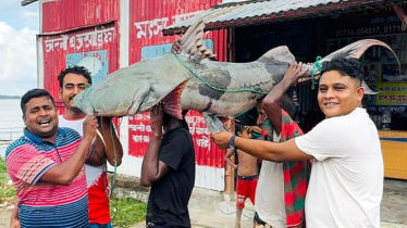 পদ্মায় ধরা পড়ল ৫০ কেজির বাঘাইড়, বিক্রি হলো কত টাকায়?