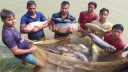 ১২০০০ কোটি টাকার মাছ উৎপাদন করে ময়মনসিংহ
