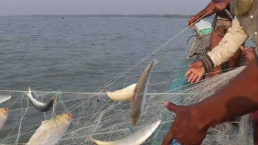 মধ্যরাত থেকে পদ্মা-মেঘনায় ২ মাস মাছ ধরা নিষিদ্ধ