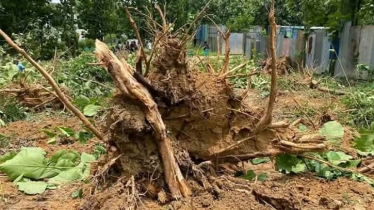 জাবিতে ফের উপড়ে ফেলা হলো অর্ধশতাধিক গাছ