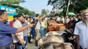 ঢাকা-চট্টগ্রাম মহাসড়ক: গরুর হাট সরানোর পর যানবাহনে গতি  