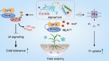 ঠান্ডা সহনশীল ও অধিক পুষ্টির ভুট্টা উৎপাদনের কৌশল আবিষ্কার চীনে ঠান্ডা সহনশীল ও অধিক পুষ্টির ভুট্টা উৎপাদনের কৌশল আবিষ্কার চীনে