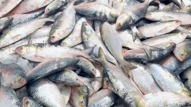 সৌদি আরবসহ মধ্যপ্রাচ্যে যাচ্ছে ১১ হাজার টন ইলিশ