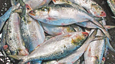 ভরা মৌসুমেও মিলছে না কাঙ্ক্ষিত ইলিশ